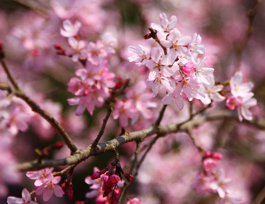 桜