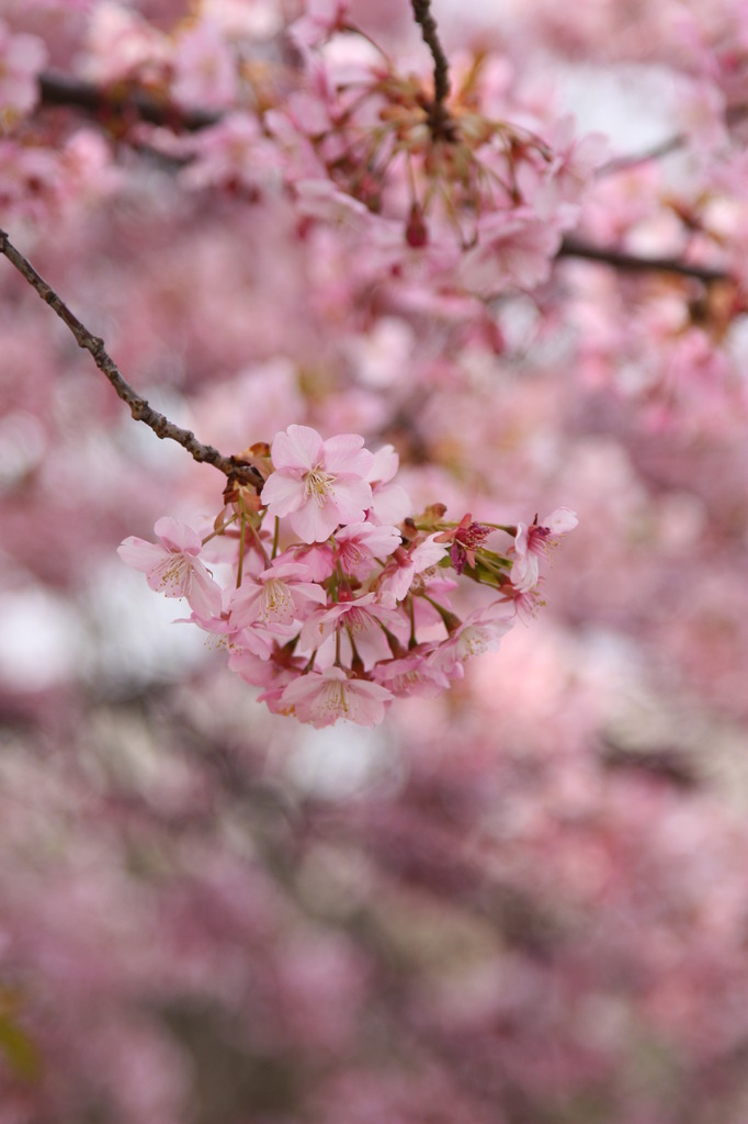 2009桜