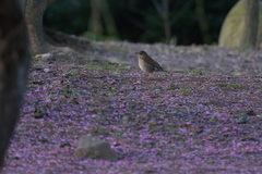 落花鳥