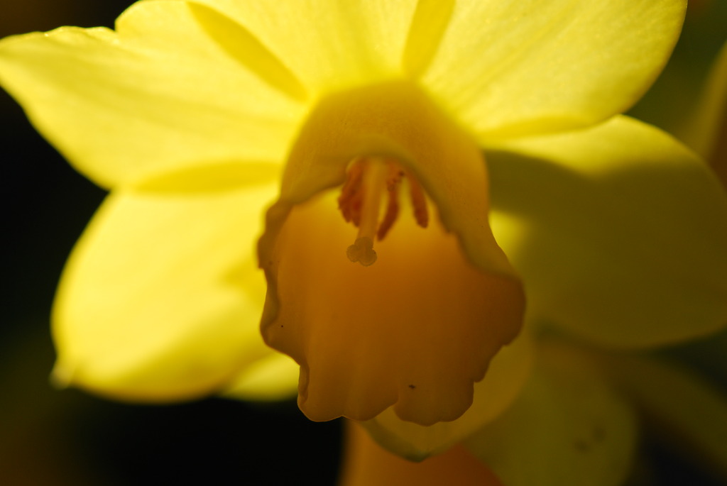太陽の花