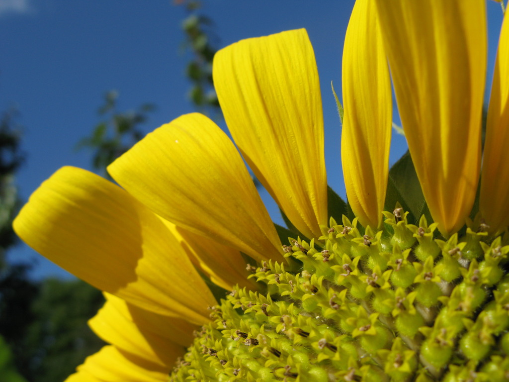 Sunflower seeds