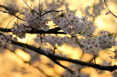 黄金色の桜