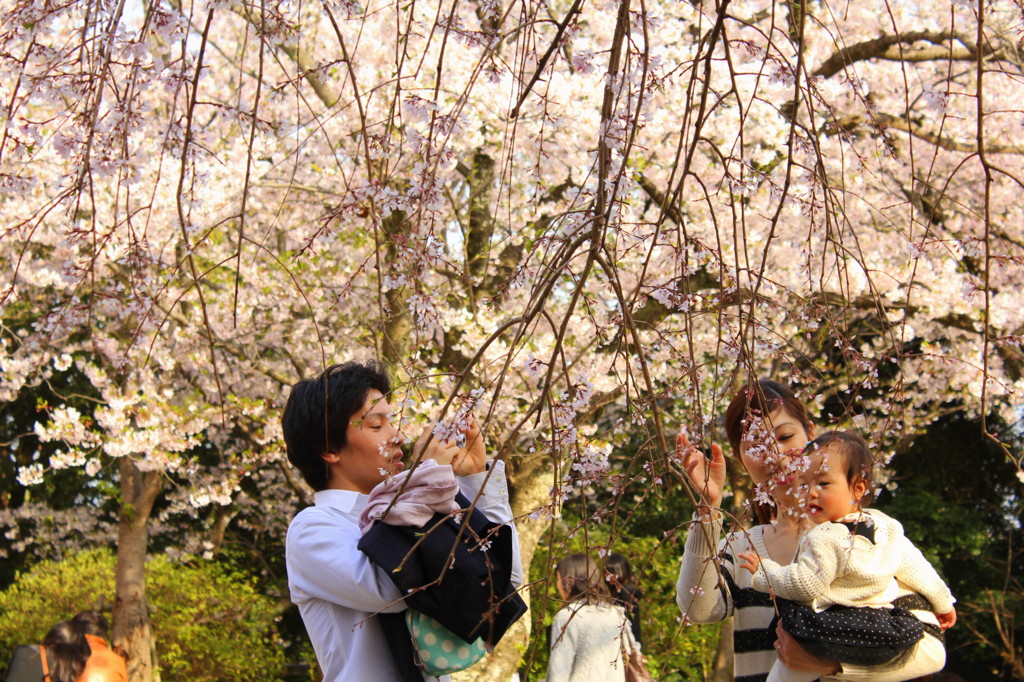 これが桜だよ。