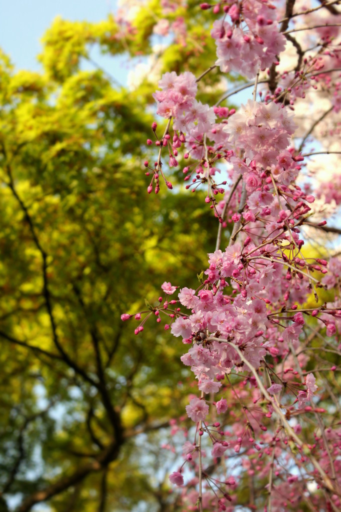 八重桜