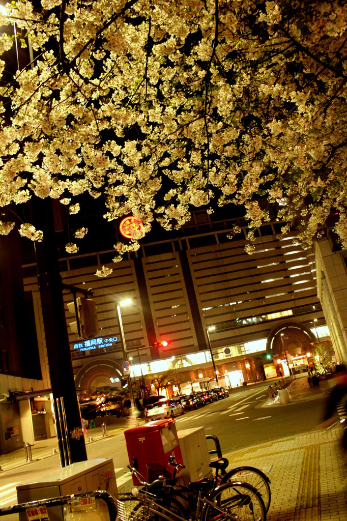 夜桜キラキラ
