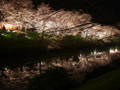 夜桜　上田城