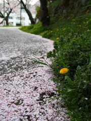 高遠の春