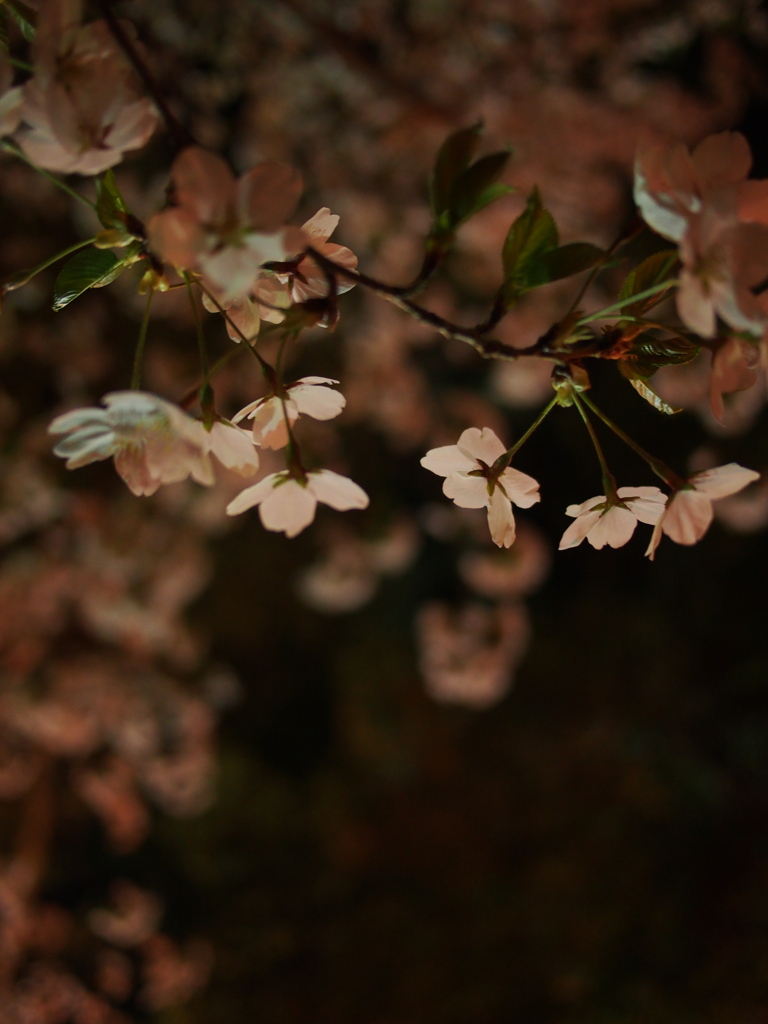 夜桜