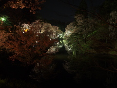 夜桜　上田城