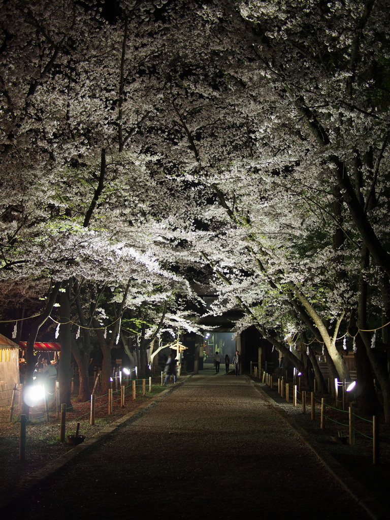 夜桜　上田城