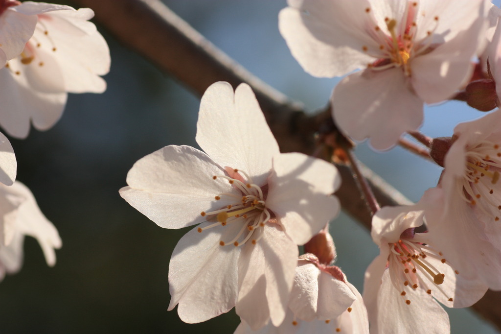 大仙公園の桜２