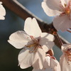 大仙公園の桜２