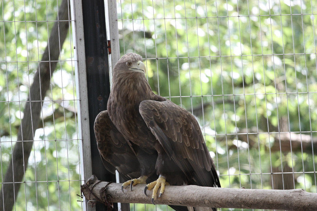 鳥さん