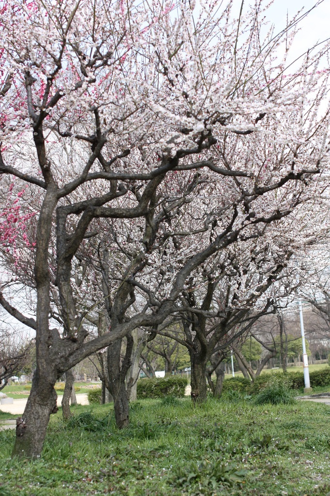 大仙公園