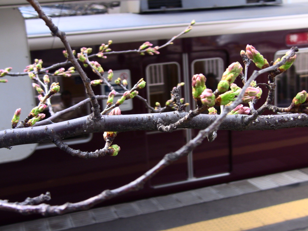 電車と桜