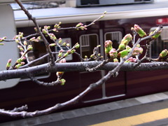 電車と桜