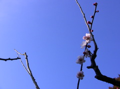 梅と空