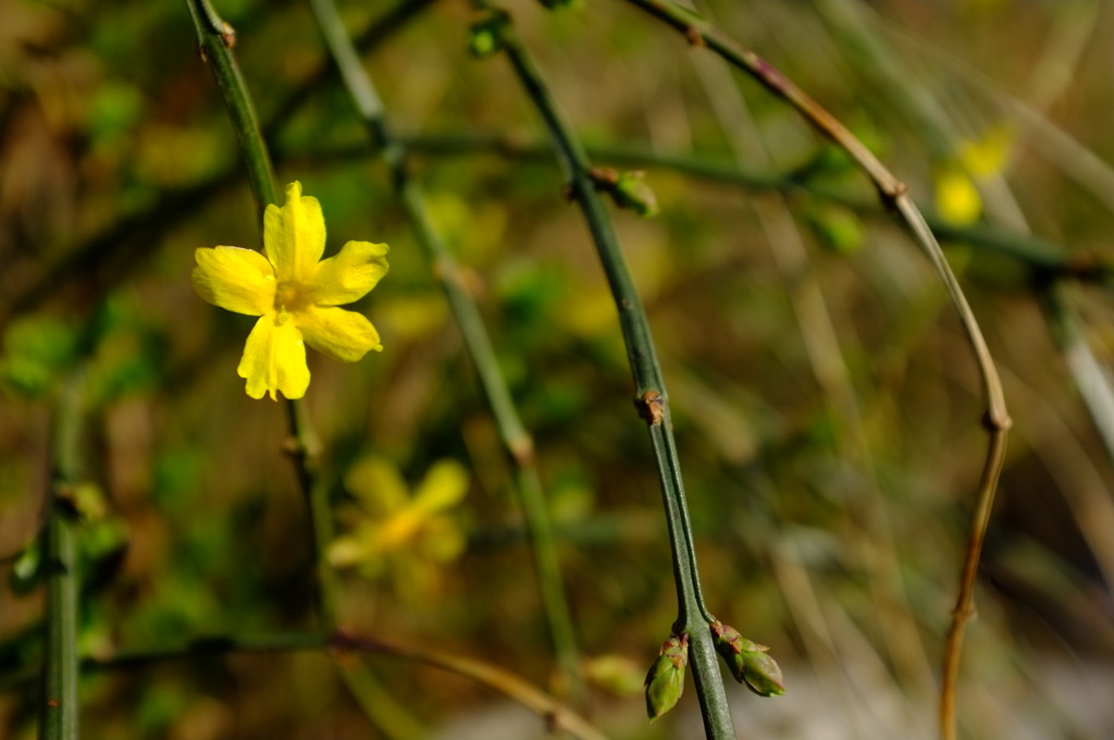 たった一つの花