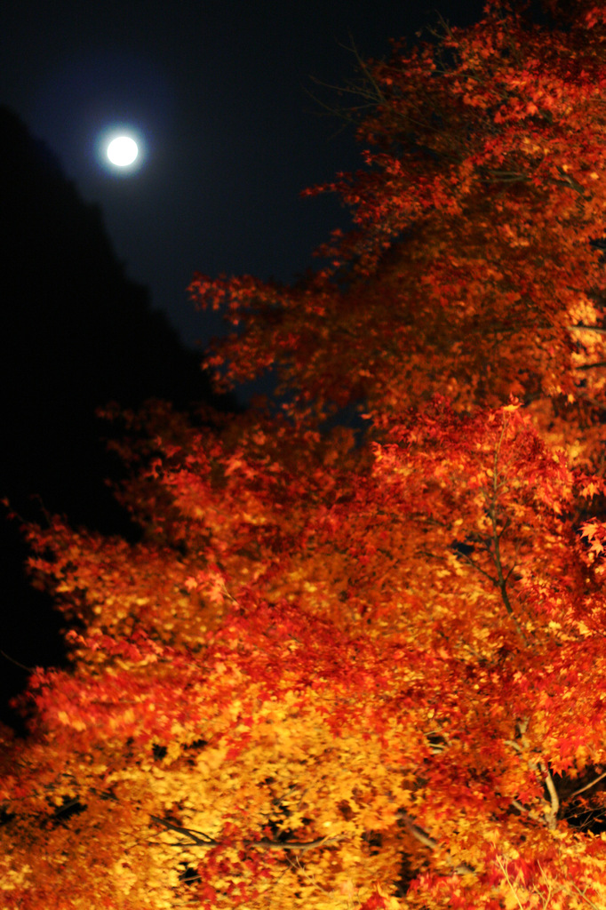 月下紅葉