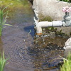 田んぼに水