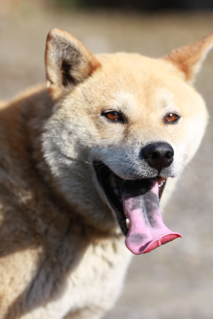 鼻2