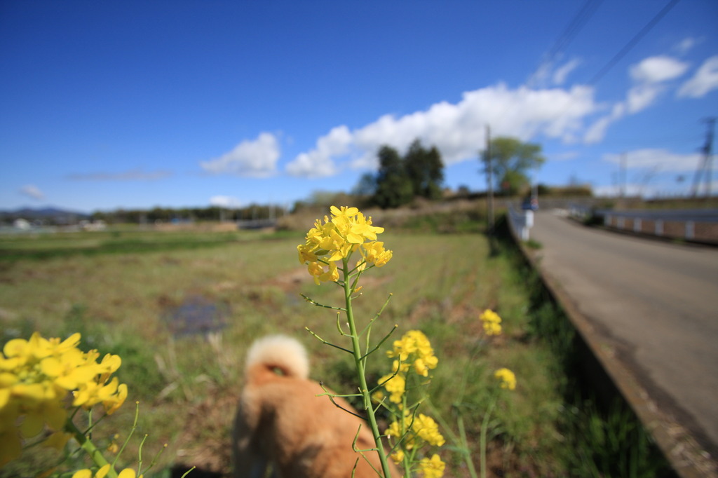 犬と散歩と菜の花