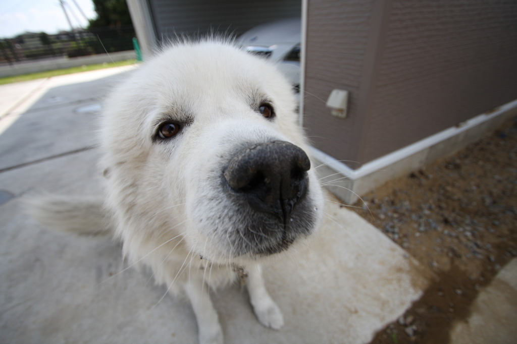 異母兄弟犬?
