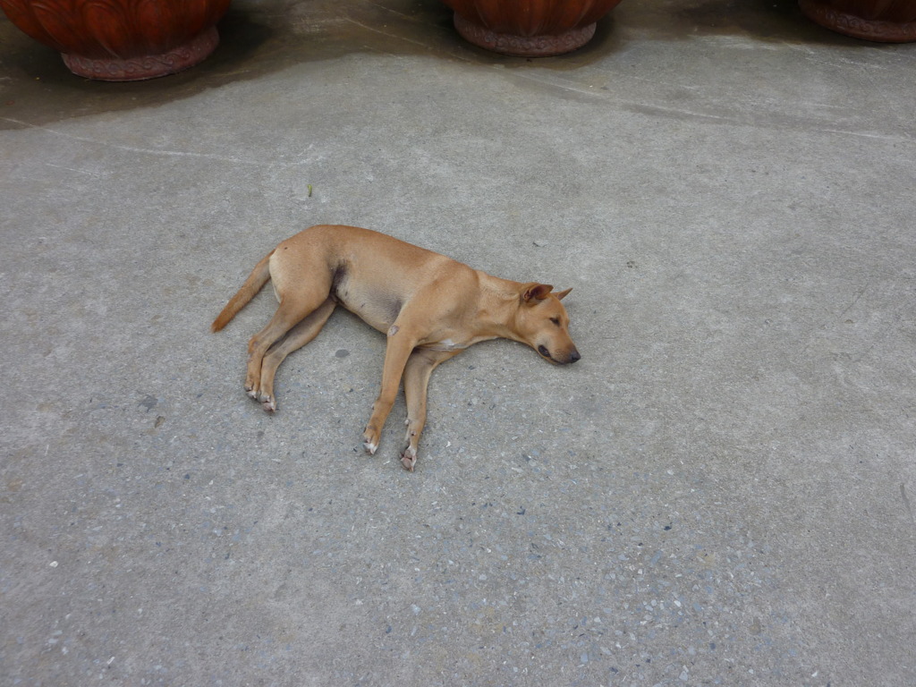 アユタヤー　犬