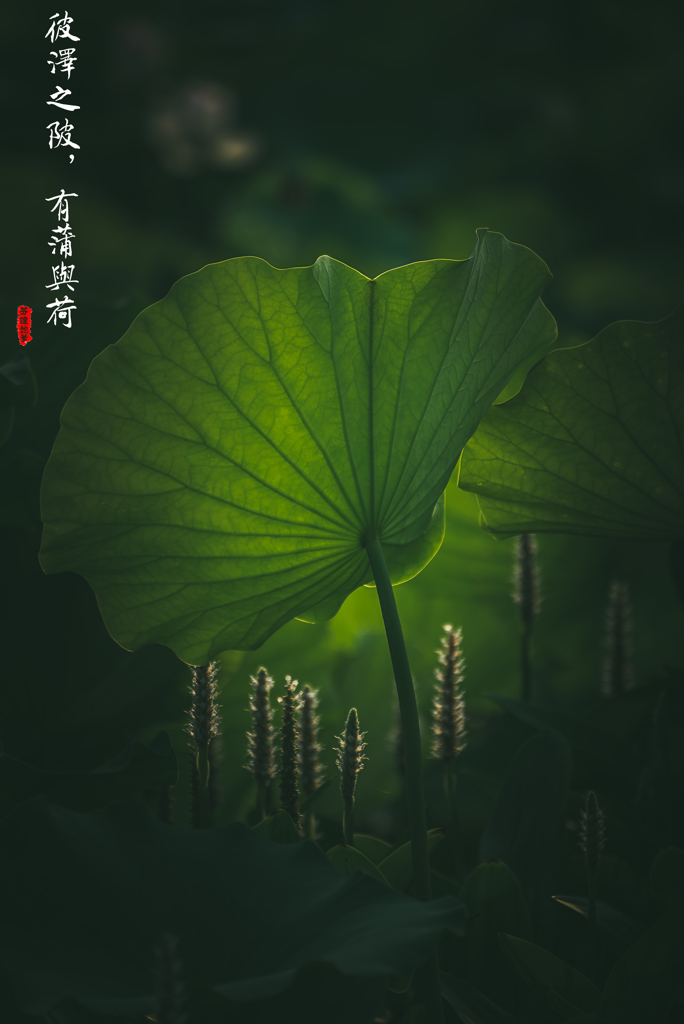 葉