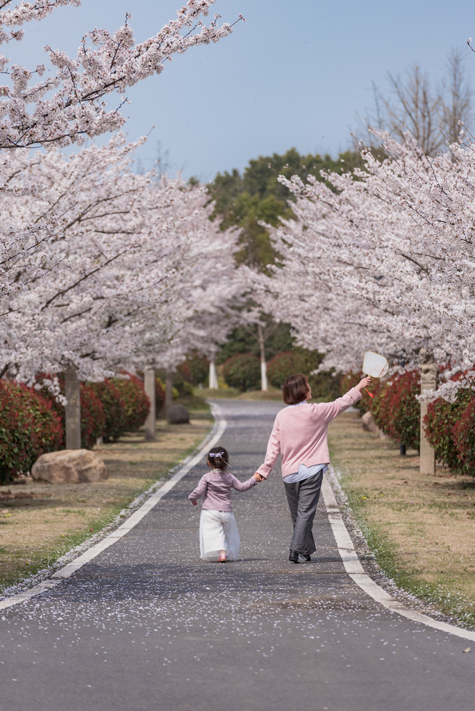合肥の桜季節