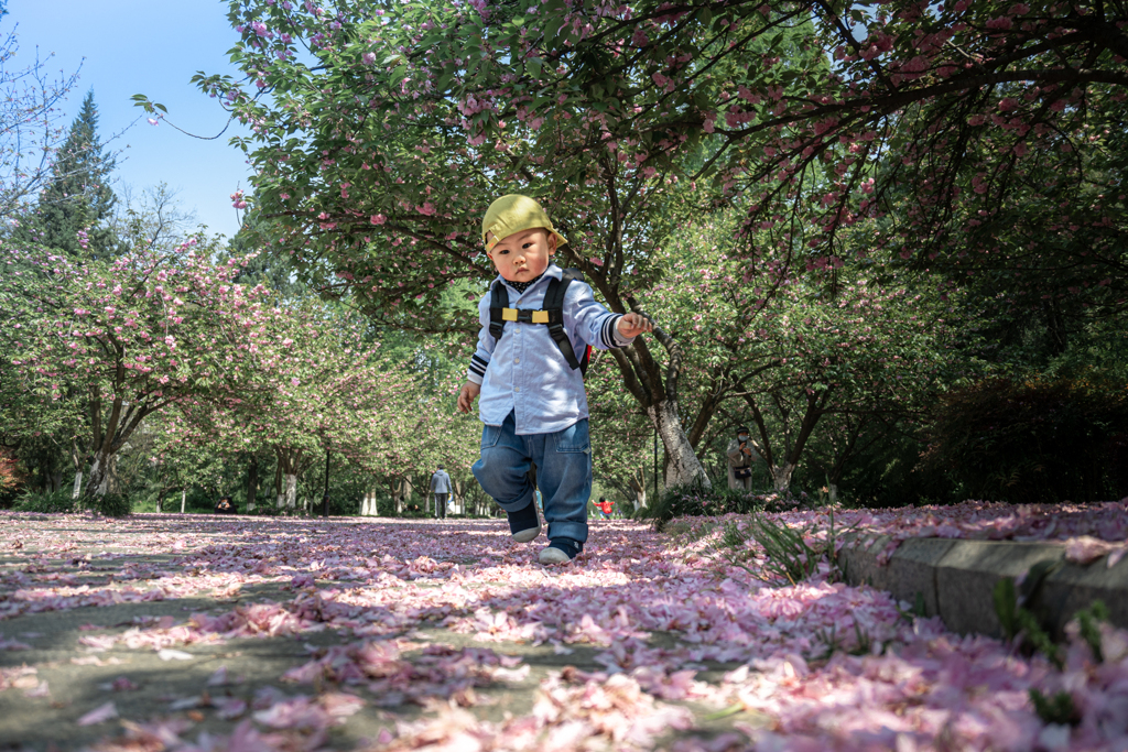 桜