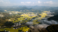 黟県柯村菜の花