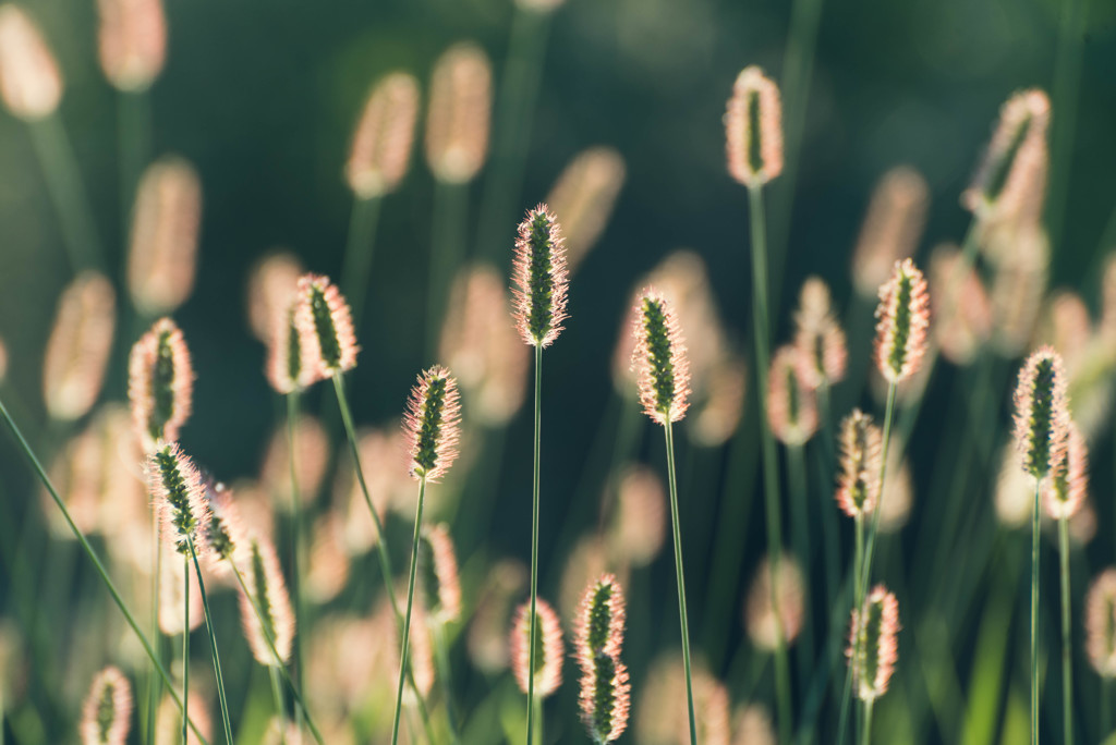 夏