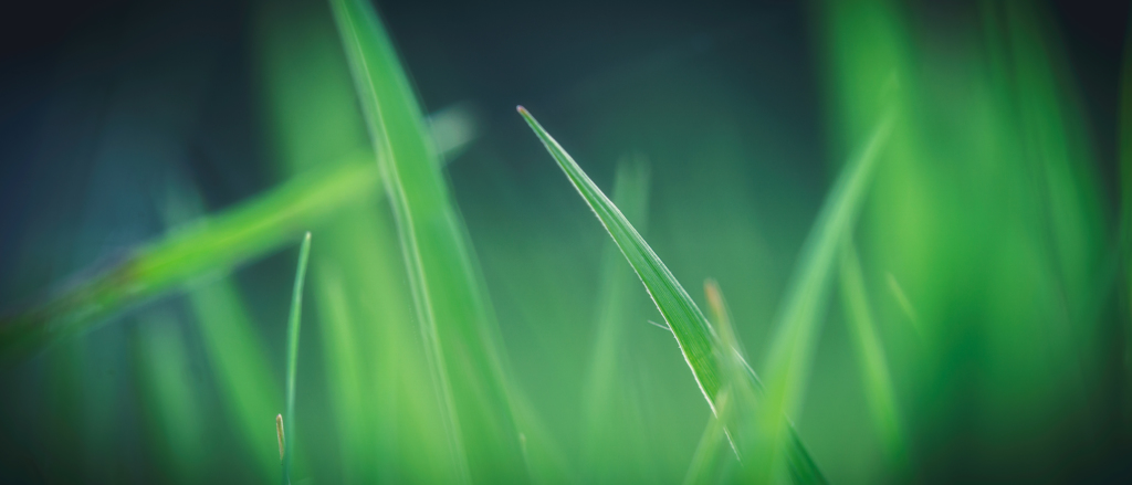 夏