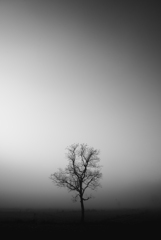 孤独のツリー