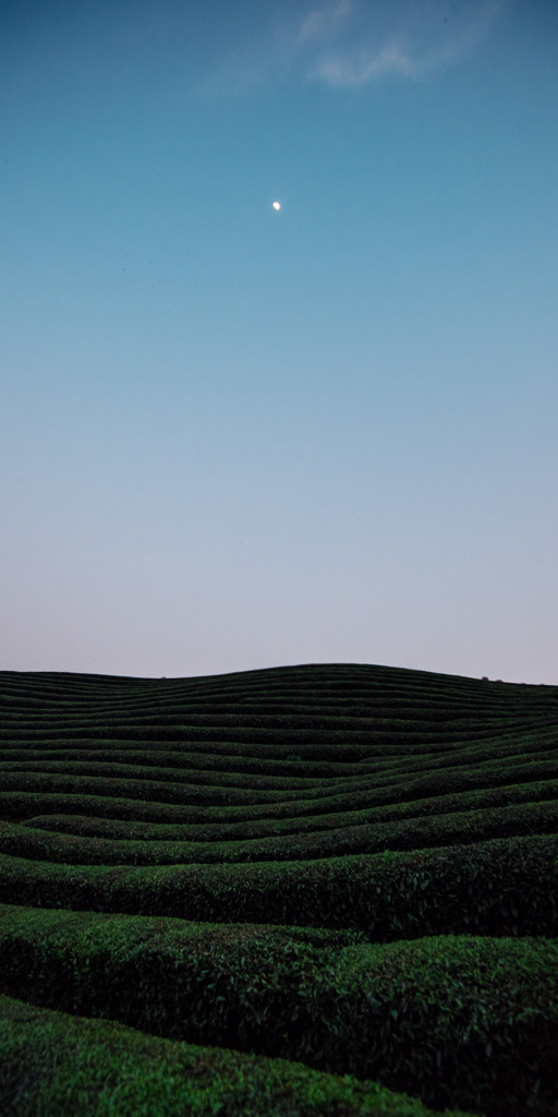 お茶畑と天の川