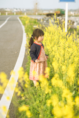 花の菜の季節