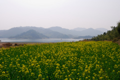 菜の花