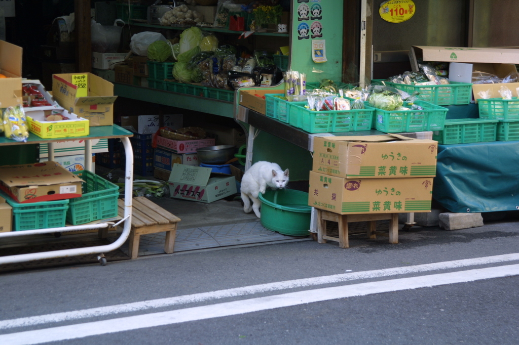 八百屋猫