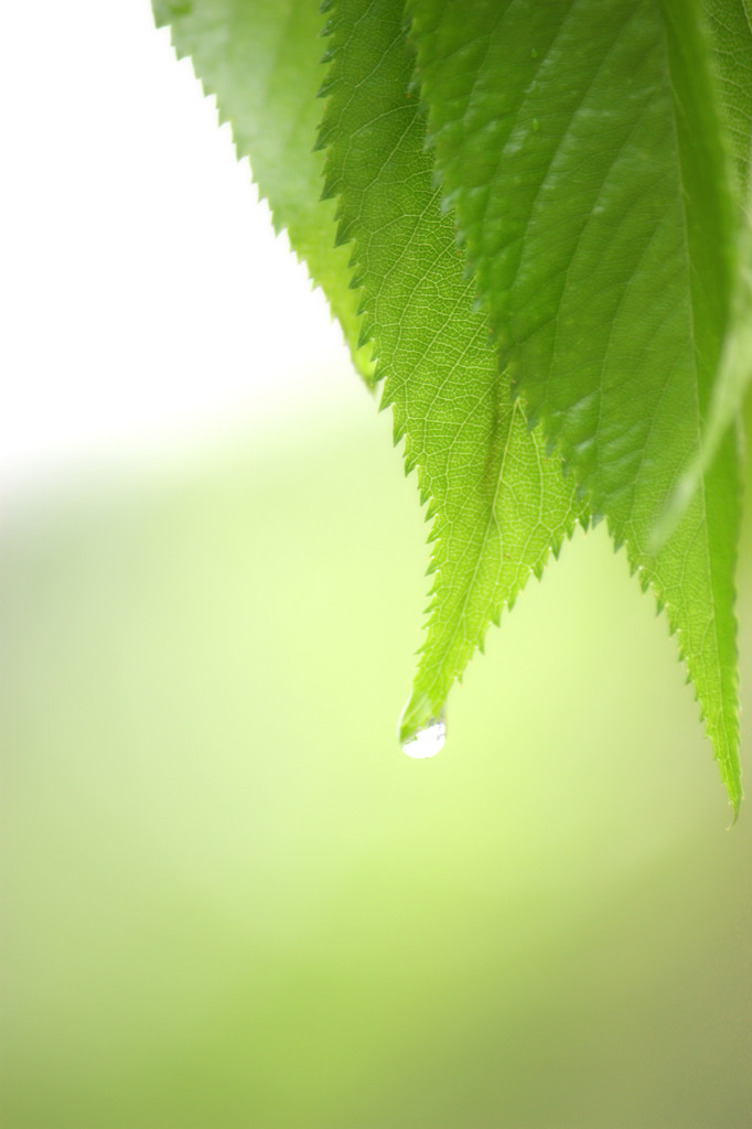 雨の雫