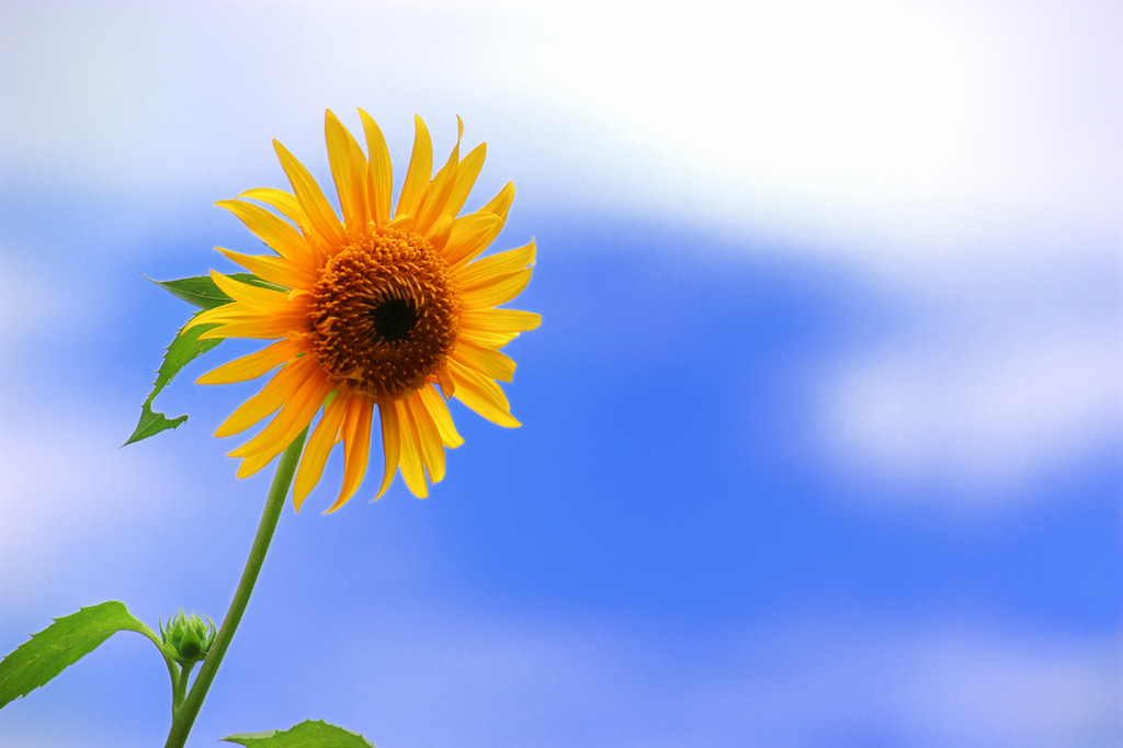 青空と太陽の花
