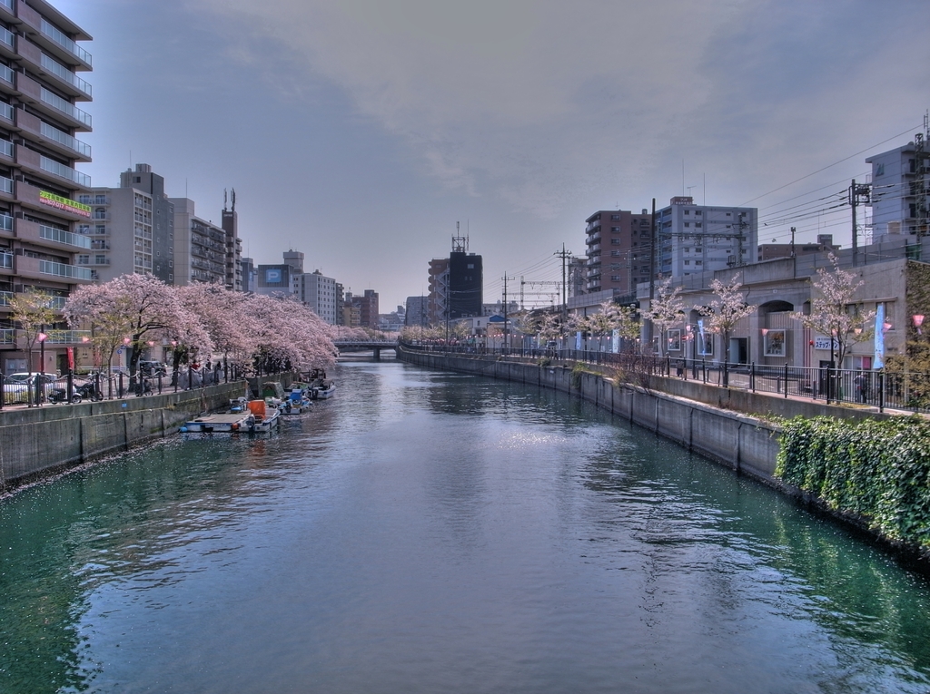 大岡川の桜-6 HDR