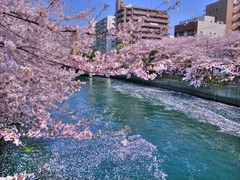 散ってもなお-1 HDR