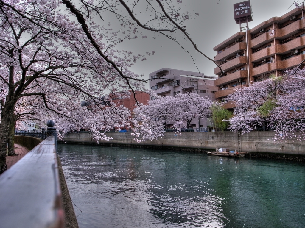 大岡川の桜-5　HDR