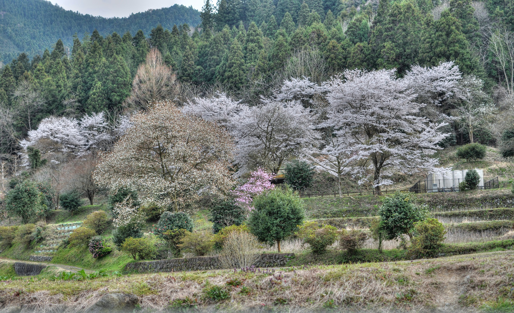 津久井の桜　HDR