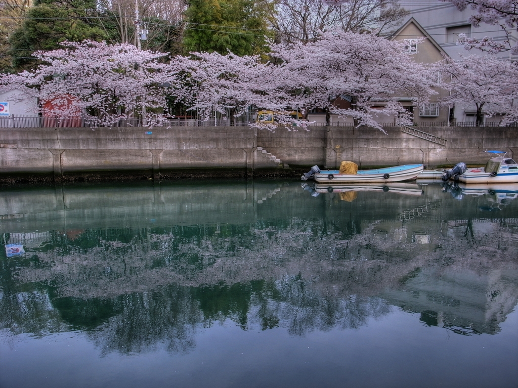 大岡川の桜-2　HDR