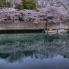 大岡川の桜-2　HDR