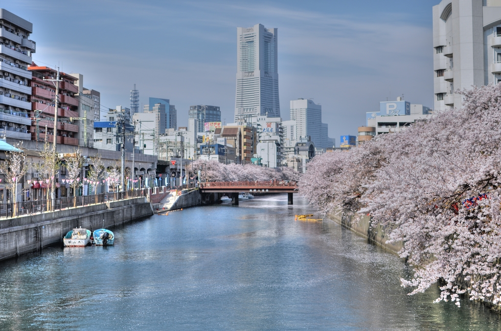 大岡川の桜　HDR