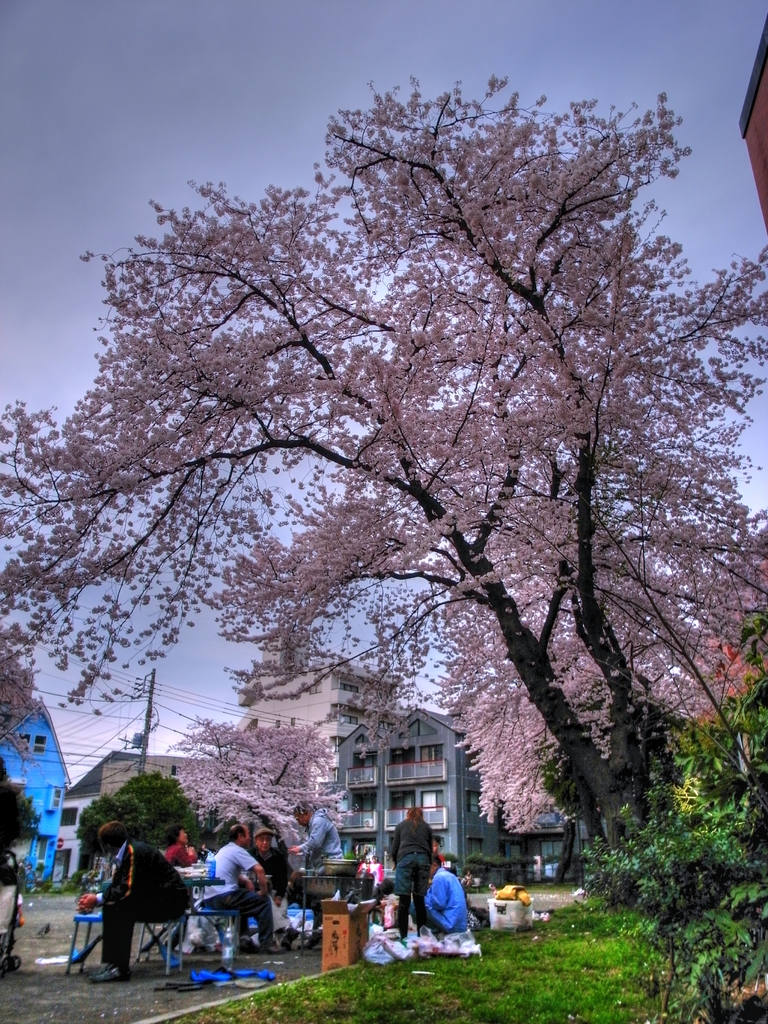 南太田の桜 HDR