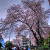 南太田の桜 HDR